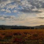 Private tour of the Alpilles, wine tastings, and local restaurant - What You May Want to Consider