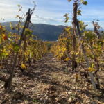 Private tour of the Beaujolais region, wine tastings, and local restaurant - Why This Tour Offers Good Value