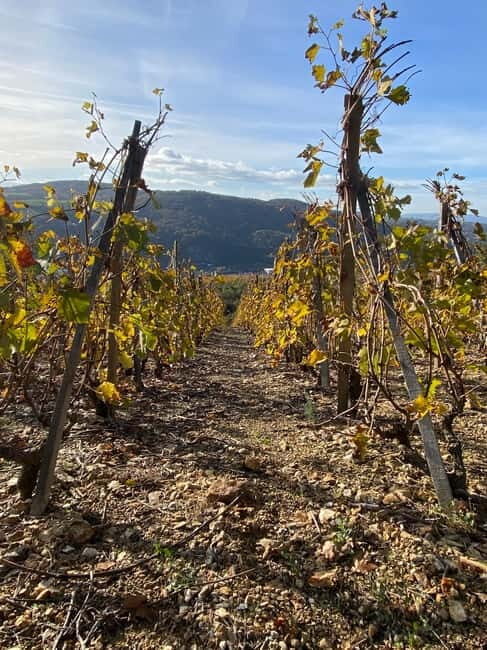 Private tour of the Beaujolais region, wine tastings, and local restaurant - Why This Tour Offers Good Value