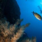 Private tour | Ponta de São Lourenço (Scuba & Snorkeling) - Why Choose This Tour? A Deep Dive into the Details