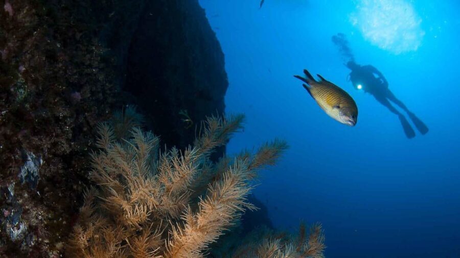 Private tour | Ponta de São Lourenço (Scuba & Snorkeling) - Why Choose This Tour? A Deep Dive into the Details