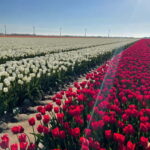 Private Tour, Tesla from Amsterdam: Keukenhof & Tulip Fields - What’s Included and What’s Not