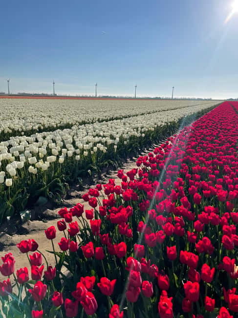 Private Tour, Tesla from Amsterdam: Keukenhof & Tulip Fields - What’s Included and What’s Not