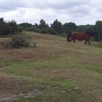 Private tour to Durdle Door, Corfe Castle, New Forest - What’s Included & What’s Not