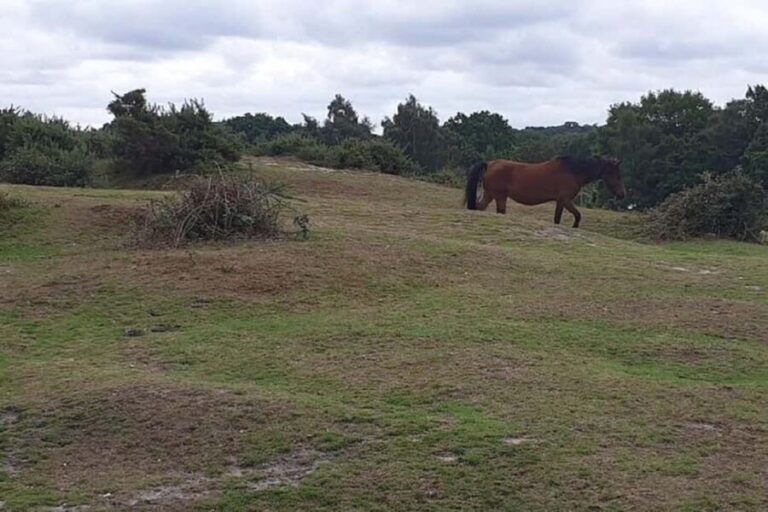 Private tour to Durdle Door, Corfe Castle, New Forest - What’s Included & What’s Not