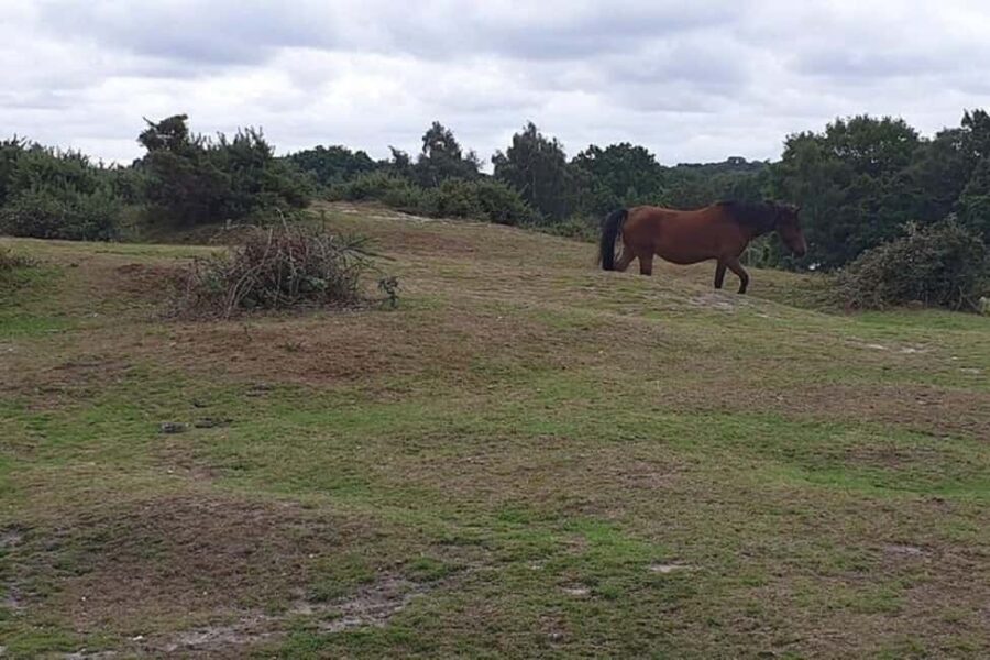 Private tour to Durdle Door, Corfe Castle, New Forest - What’s Included & What’s Not