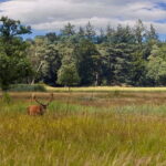 Private Tour Veluwe National Park and Kröller Müller Museum - An In-Depth Look at What This Tour Offers