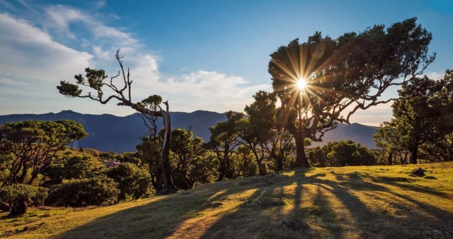 Private Tour VIP - An In-Depth Look at the Private Tour VIP on Madeira