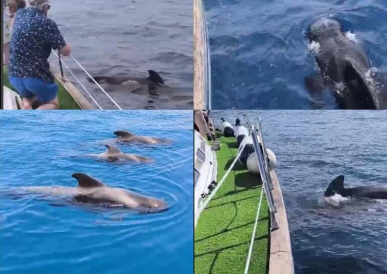 Private Whales & Dolphins Excursion: for you exclusively! - The Experience for Different Travelers