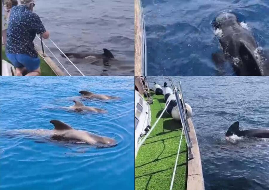 Private Whales & Dolphins Excursion: for you exclusively! - The Experience for Different Travelers