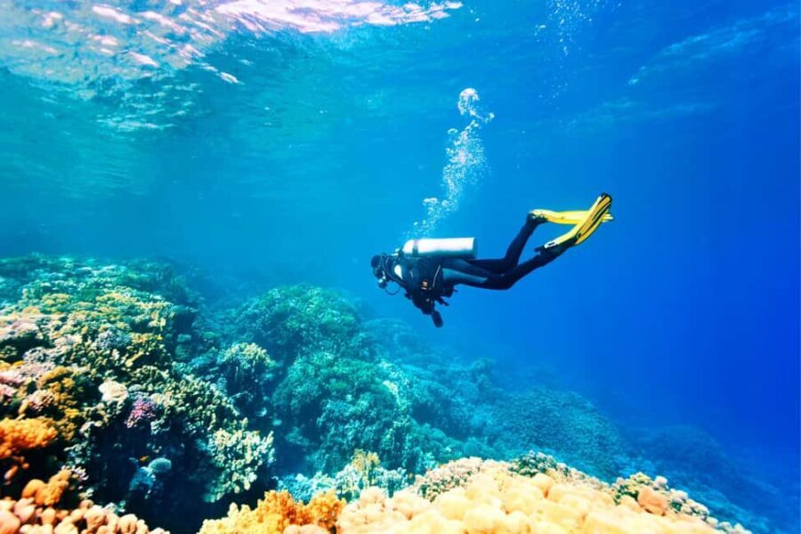 Professional Guided Scuba Diving: Swim with colorful fish. - What Makes This Tour Stand Out?