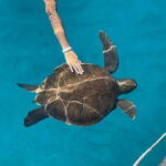 Protaras: Blue Lagoon and Turtles Pirate Cruise - Itinerary Breakdown