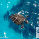 Protaras: Medusa Chill-Out Cruise to Blue Lagoon & Sea Caves - Who Is This Tour Best Suited For?