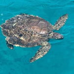 Protaras: Waterworld Turtle Cove Cruise with Swim Stops - Who Would Enjoy This Cruise?