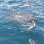Puerto Banús: Private Cruise with Dolphins & Wakeboard - An In-Depth Look at the Experience