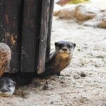 Puerto del Carmen: Rancho Texas Lanzarote Park Entry Ticket - Authentic Experiences Based on Reviews