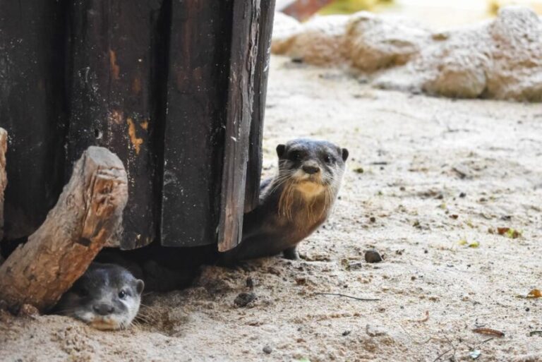 Puerto del Carmen: Rancho Texas Lanzarote Park Entry Ticket - Authentic Experiences Based on Reviews