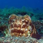 Puerto del Carmen: Try Scuba Diving  1 Dive for Beginners - Why This Experience Is Worth Considering