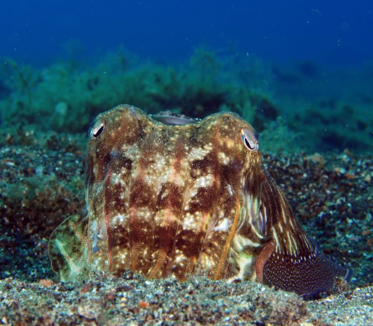 Puerto del Carmen: Try Scuba Diving 1 Dive for Beginners - Why This Experience Is Worth Considering