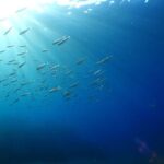 Puerto del Carmen: Try Scuba Diving from the beach - What Makes It Special?