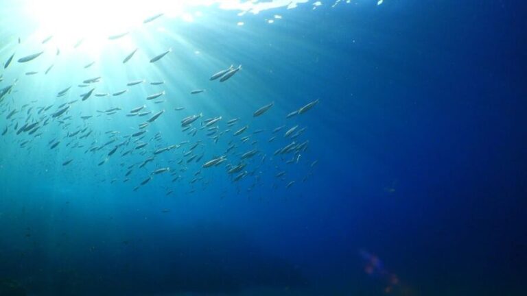 Puerto del Carmen: Try Scuba Diving from the beach - What Makes It Special?