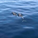 Puerto Rico de Gran Canaria: Premium Dolphin Catamaran Tour - What People Are Saying: Real Experiences and Tips