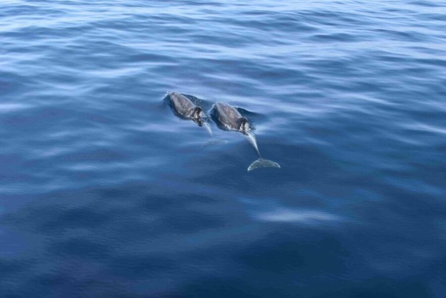 Puerto Rico de Gran Canaria: Premium Dolphin Catamaran Tour - What People Are Saying: Real Experiences and Tips