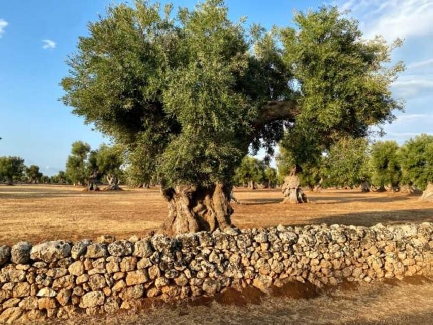 Puglia: Olive Oil Tasting Experience with Olive Grove Walk - What’s Included and What’s Not