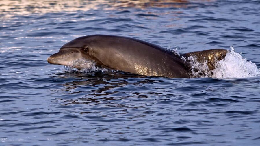 Pula: Brijuni Dolphin Watching cruise with Dinner & Sunset - Who Should Consider This Tour?