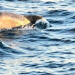 Pula: Brijuni National Park Dolphin Watching Tour w/Dinner - Authentic Feedback from Travelers