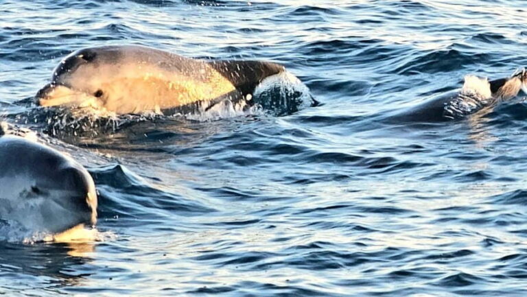 Pula: Brijuni National Park Dolphin Watching Tour w/Dinner - Authentic Feedback from Travelers