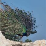 Pula: Brijuni National Park Tour with Island Visit - Who Would Love This Tour?