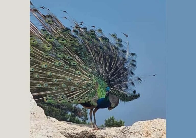 Pula: Brijuni National Park Tour with Island Visit - Who Would Love This Tour?