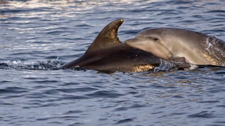 Pula Dolphin Watching Boat Trip - Who Would Love This Tour?