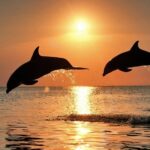 Pula: Dolphin Watching in Brijuni Park with Dinner & Drinks - Who Will Love This Tour?