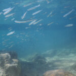 Pula: Introduction to Scuba Diving for Kids (age 8-10) - What to Expect from the Tour