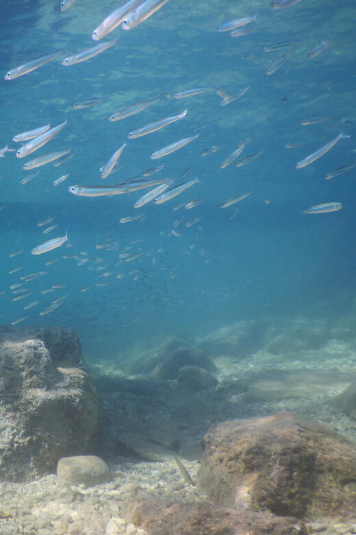 Pula: Introduction to Scuba Diving for Kids (age 8-10) - What to Expect from the Tour