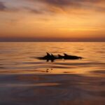 Pula: Private Sunset Boat Trip with Dolphins - The Value of the Experience