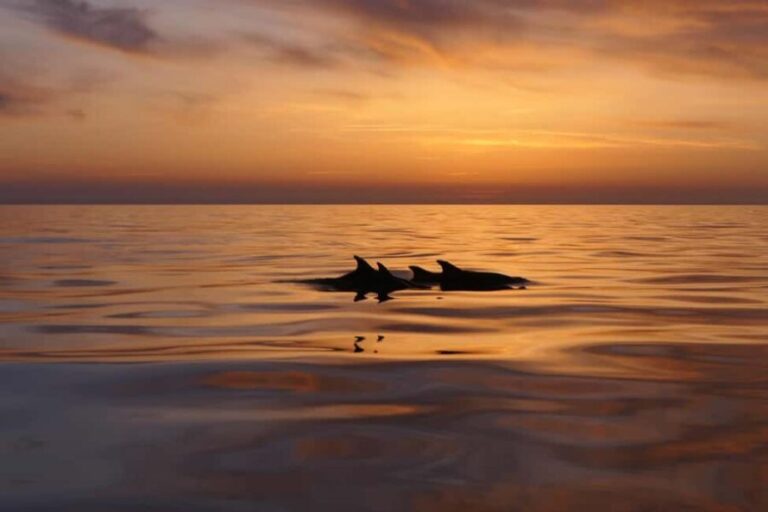 Pula: Private Sunset Boat Trip with Dolphins - The Value of the Experience