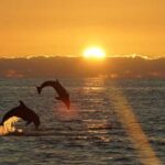 Pula: Sunset Dolphin Watching Boat Tour around N.P Brijuni - An In-Depth Look at the Sunset Dolphin Watching Tour