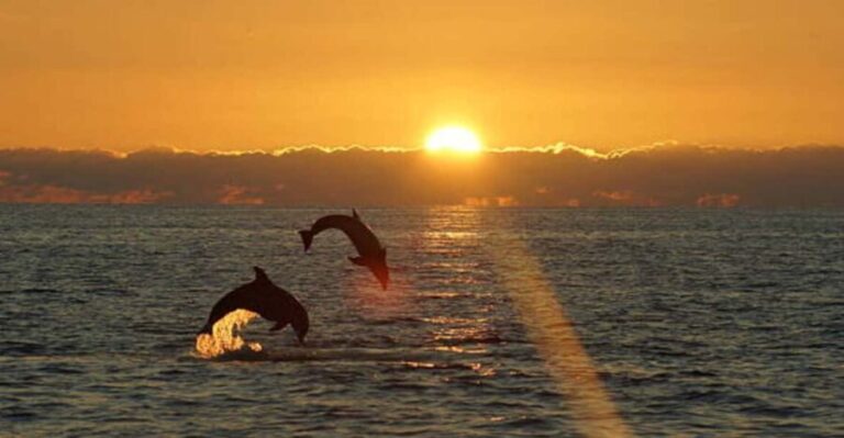 Pula: Sunset Dolphin Watching Boat Tour around N.P Brijuni - An In-Depth Look at the Sunset Dolphin Watching Tour