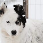 Pyhätunturi: Husky safari 5km including a farm visit - The Practical Details