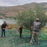 Quinta do Tedo: Olive Oil Tasting - Who Should Consider This Tour?
