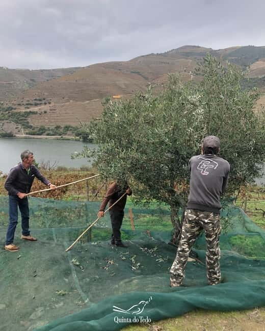 Quinta do Tedo: Olive Oil Tasting - Who Should Consider This Tour?