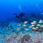 Radazul: Diving Trip in Radazul Bay with Drinks - FAQ