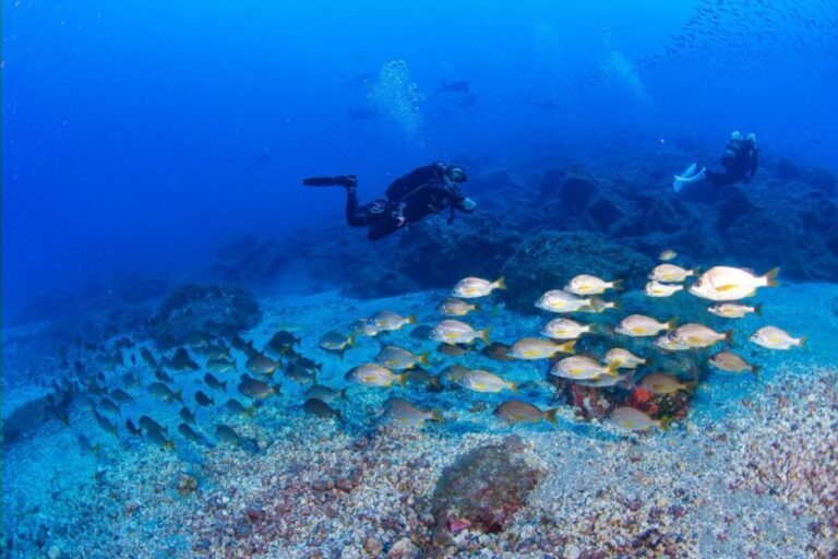 Radazul: Diving Trip in Radazul Bay with Drinks - FAQ