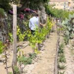 Radici: IImmerse yourself in the heady scents of our garden - Why This Tour Is Worth Considering