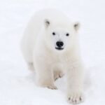 Ranua: Wildlife Park Experience with Buffet Lunch - Is This Tour Right for You?