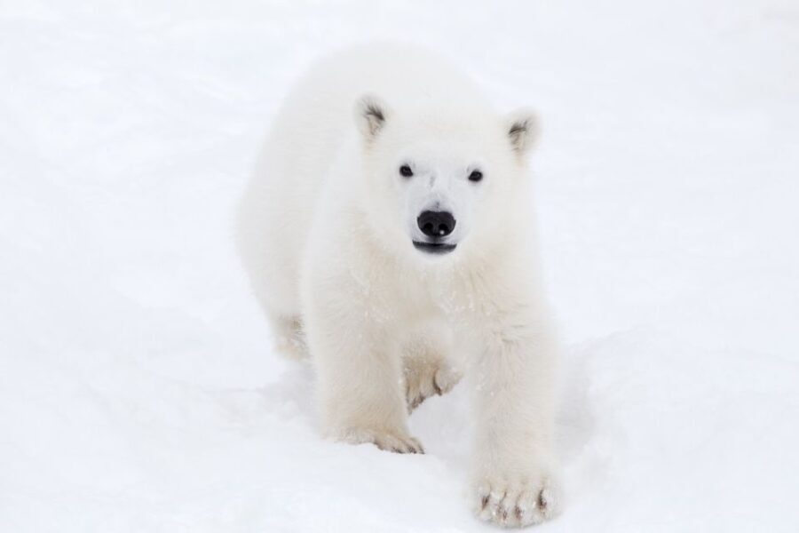 Ranua: Wildlife Park Experience with Buffet Lunch - Is This Tour Right for You?