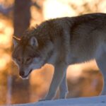 Ranua Wildlife Park Guided Tour from Rovaniemi, With Lunch - Authentic Insights from Travelers